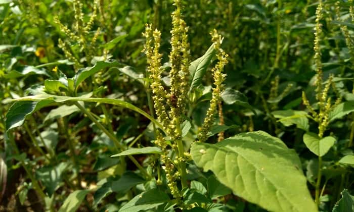 ผักโขม (Amaranth)