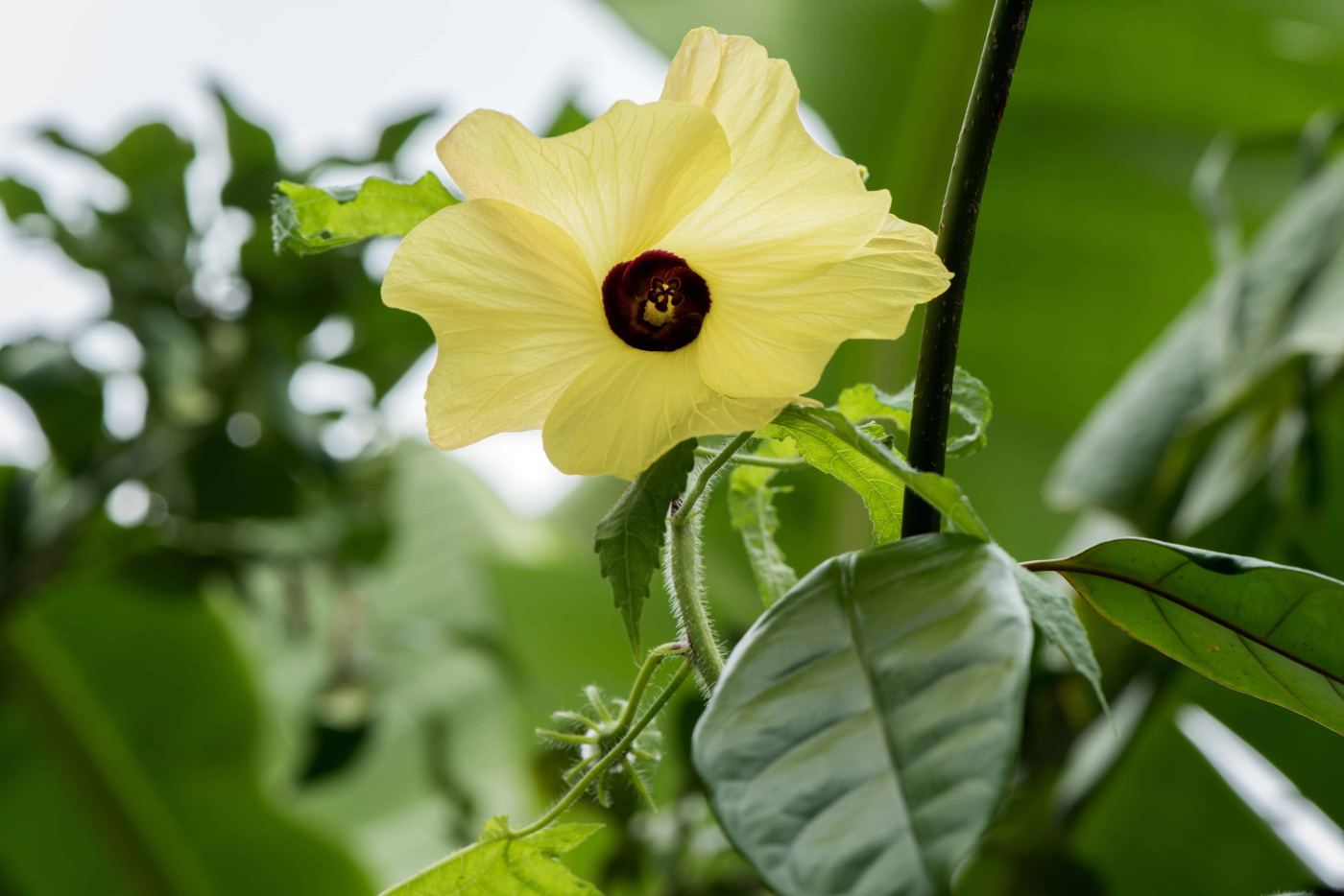 ชะมดต้น (Ambrette)