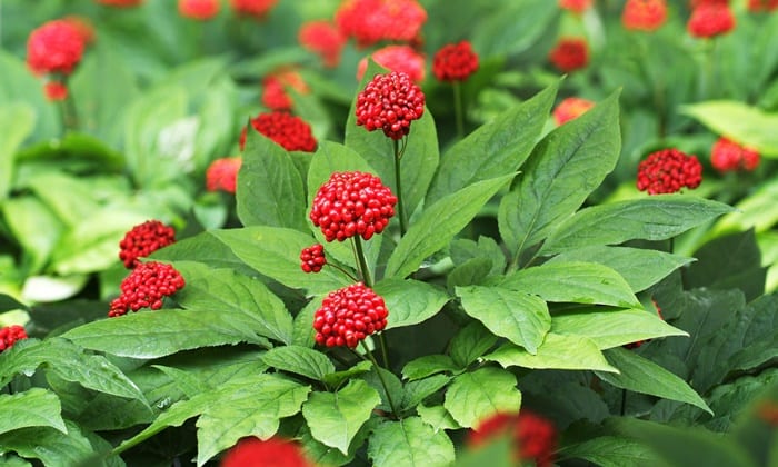 โสมอเมริกา (American Ginseng)