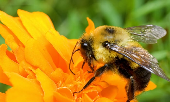 สารสกัดจากพิษผึ้ง (Bee Venom)