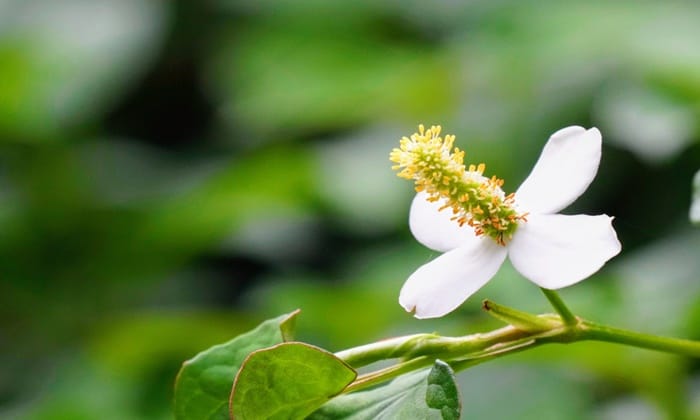 พลูคาว (Bishop’s Weed)