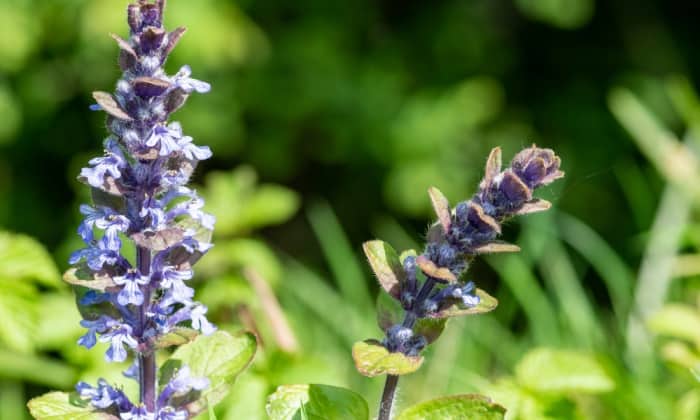 ม่วงมณี (Bugleweed)