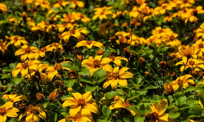 ต้นเบอร์ มาริโกลด์ (Burr Marigold)