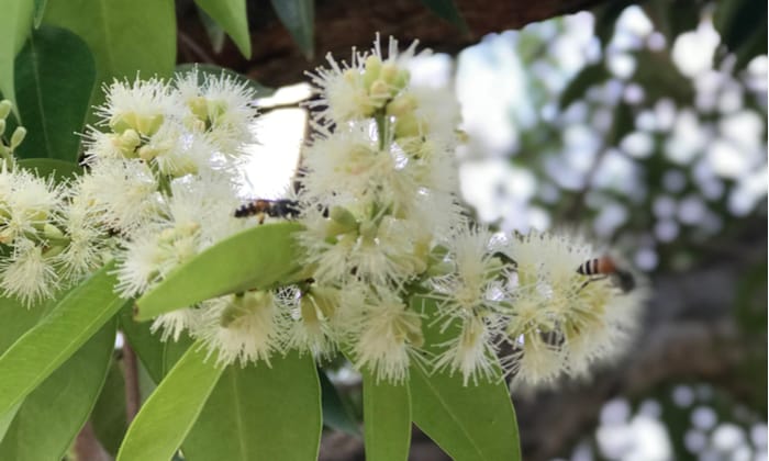 น้ำมันคาเจพุท หรือ น้ำมันเขียว (Cajeput Oil)