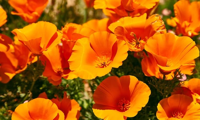 ดอกป๊อปปี้ (California Poppy)