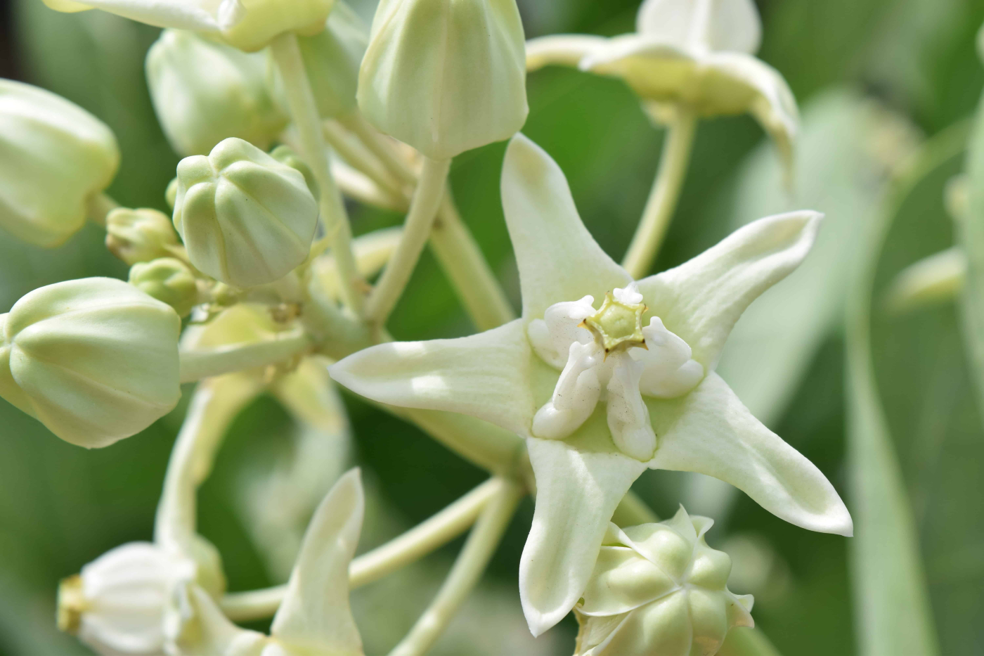 ดอกรัก (Calotropis)