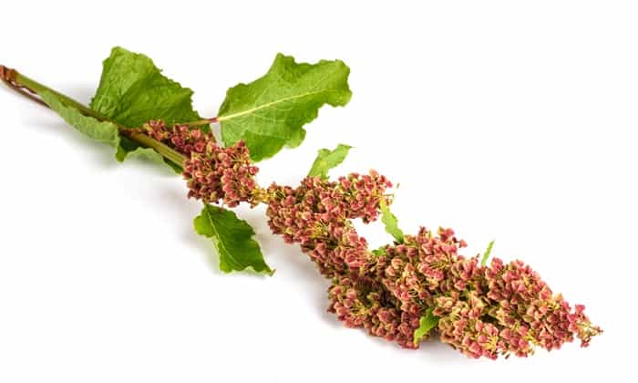 โสมแดง (Canaigre)