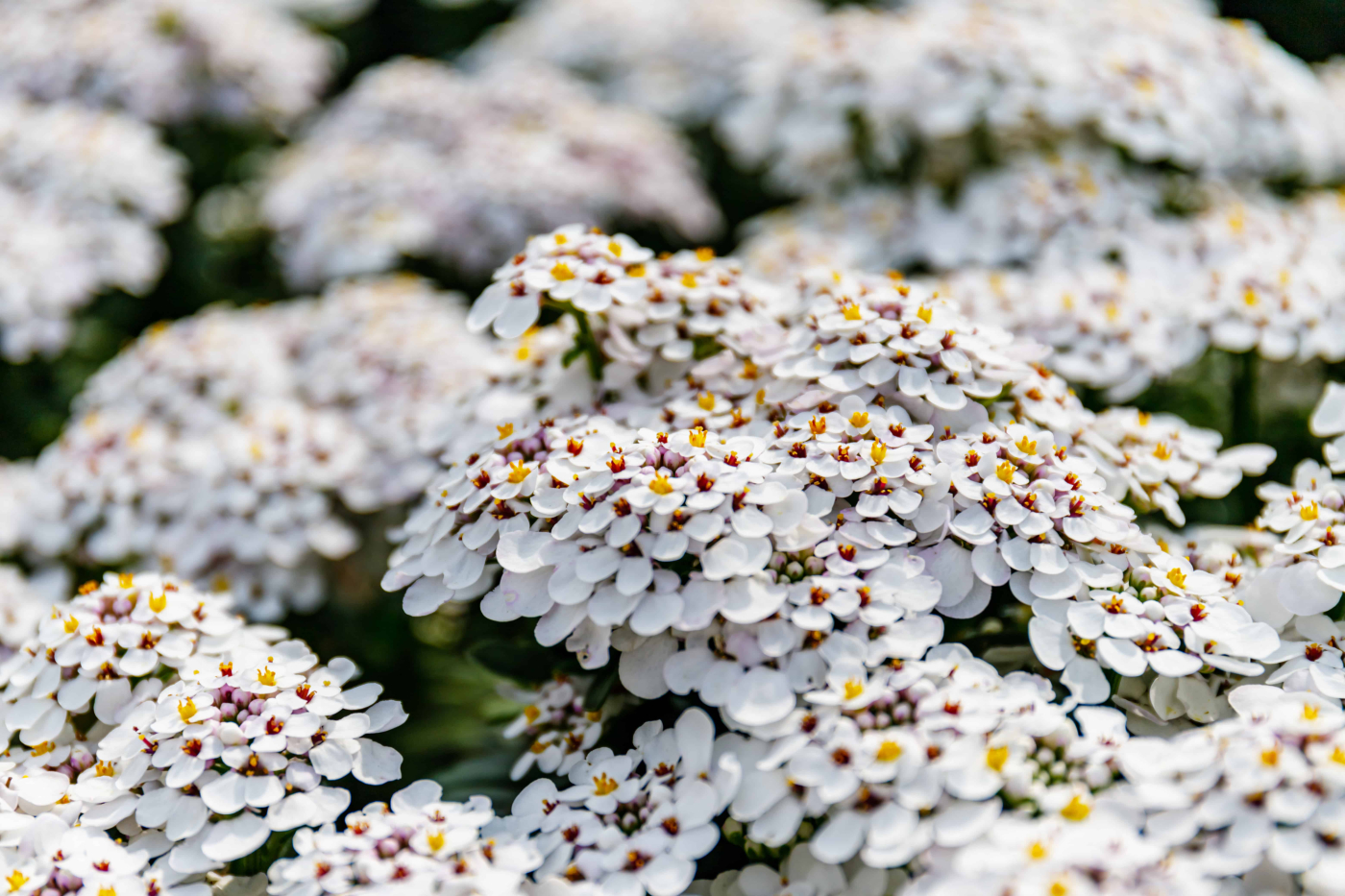 แคนดี้ทัฟท์ (Candytuft)