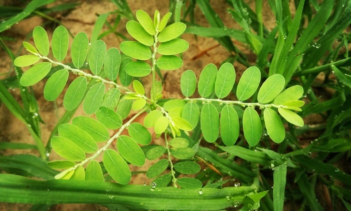 ลูกใต้ใบ (Chanca Piedra)