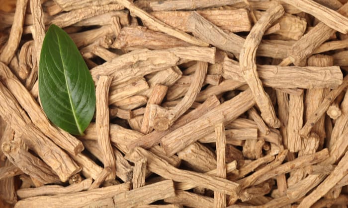 ตังเซียม (Codonopsis)