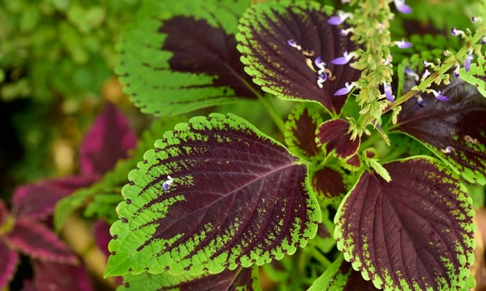 ฤาษีผสม (Coleus Forskohlii)