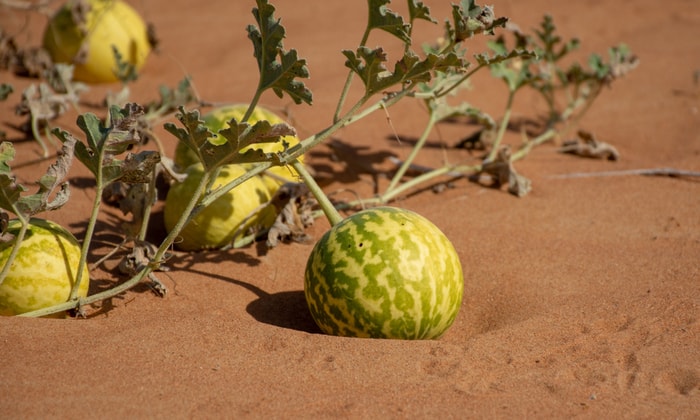 ต้นขี้กาเทศ (Colocynth)