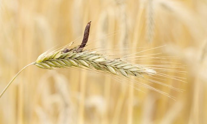 เออร์กอท (Ergot)