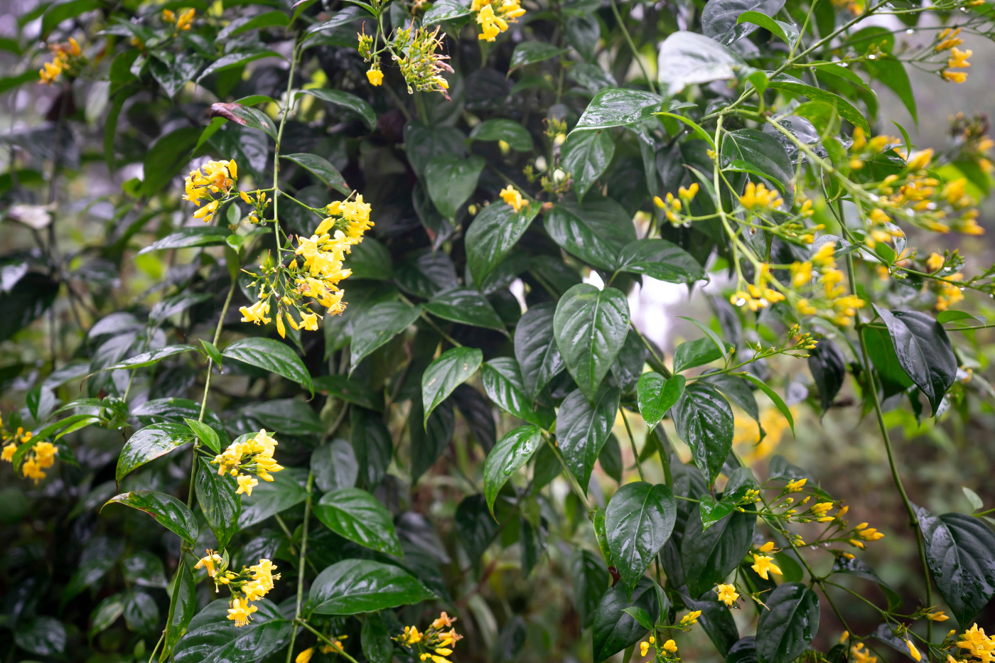 เพชฌฆาตสีทอง (Gelsemium)