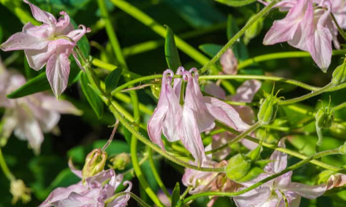 ต้นโกทรู (Goat’s Rue)