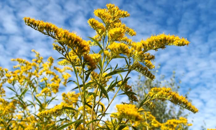 ดอกสร้อยทอง (Golden Rod)