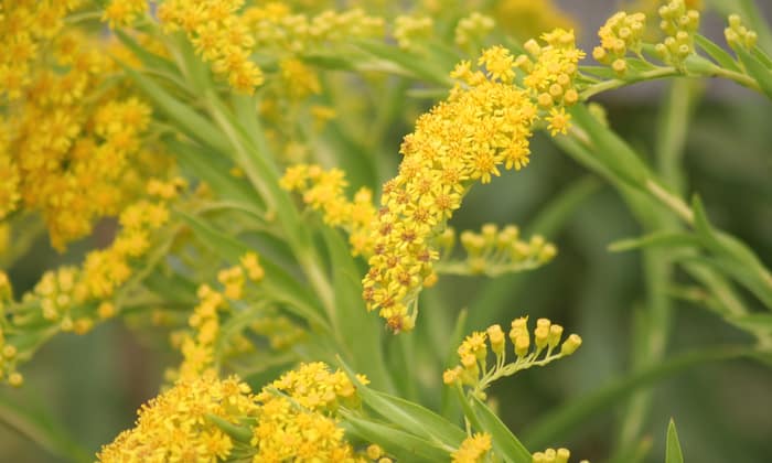 ต้นพวงทอง (Goldenrod)