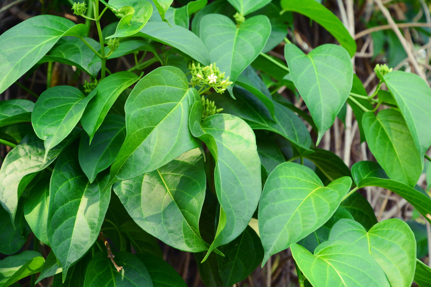 ผักเชียงดา (Gymnema)