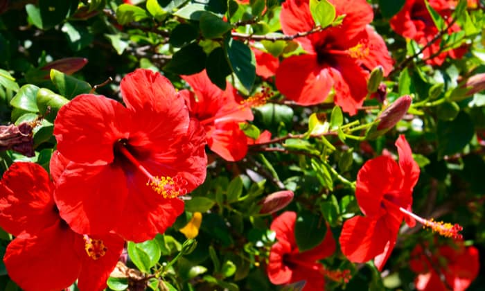 ต้นพู่ระหง (Hibiscus)