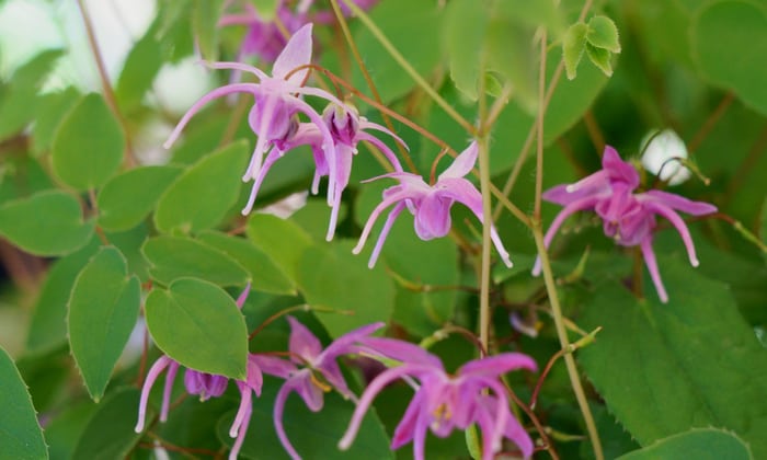 หญ้าแพะหงี่ (Horny Goat Weed)