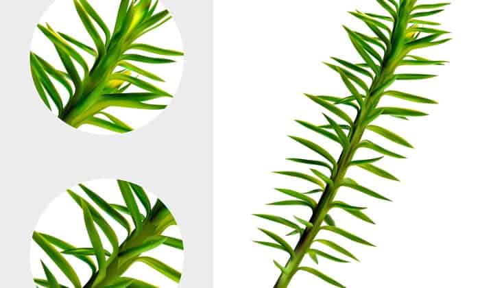 ฮิวเปอร์ซีน-เอ (Huperzine A)