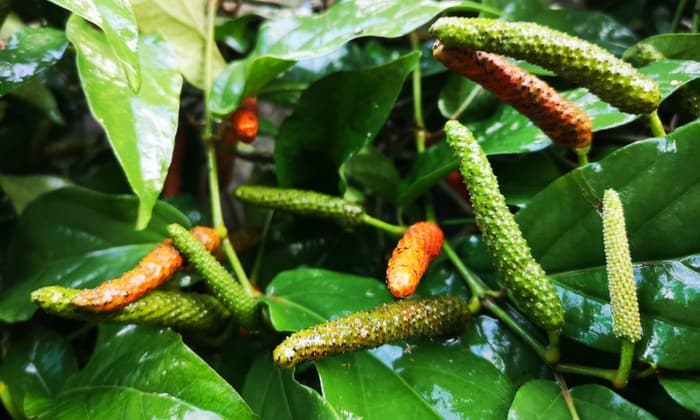 ดีปลี (Indian Long Pepper)