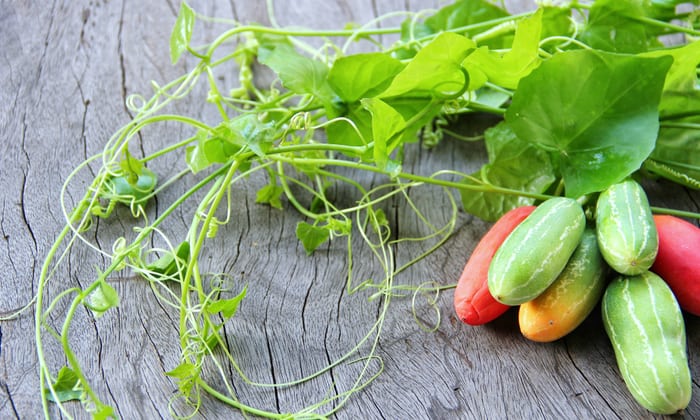 ตำลึง (Ivy Gourd)
