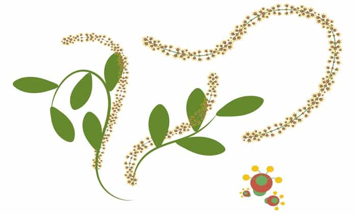 จาโบรันดี (Jaborandi)