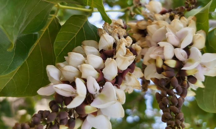 จาเมกัน ด็อกวูด (Jamaican Dogwood)