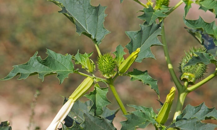ลำโพง (Jimson weed)