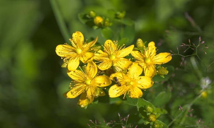 เซนต์จอห์น เวิร์ต (John’s Wort)