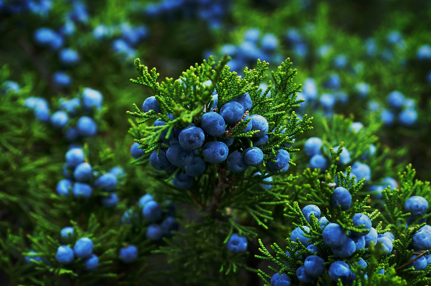 จูนิเปอร์ เบอร์รี (Juniper Berry)