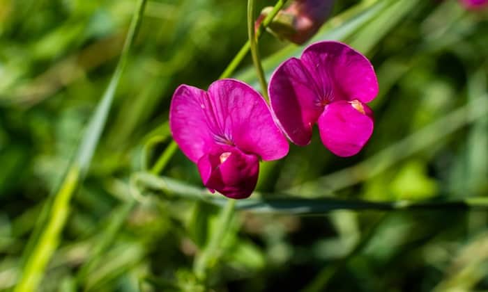 ลาไทรัส (Lathyrus)