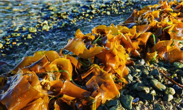 ลามินาเรีย (Laminaria)