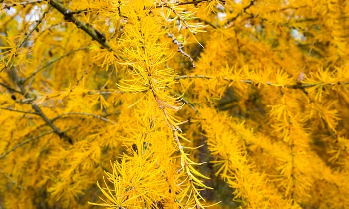 ลาช อะราบิโนกาแล็กแทน (Larch arabinogalactan)