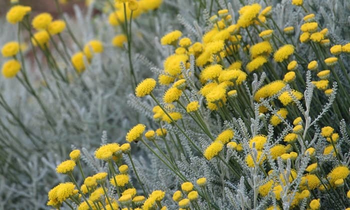 ลาเวนเดอร์ คอตตอน (Lavender Cotton)