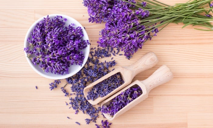 ลาเวนเดอร์ (Lavender)