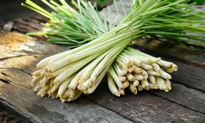 ตะไคร้ (Lemongrass)