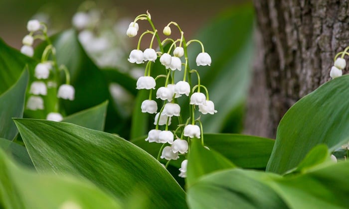 ลิลลี่ออฟเดอะวัลเลย์ (Lily Of The Valley)