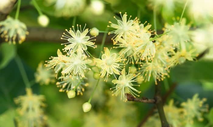 ลินเดน (Linden)