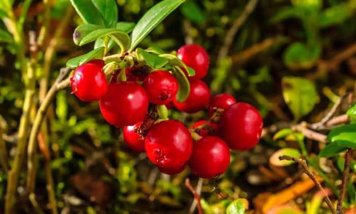 ลินกอนเบอร์รี่ (Lingonberry)