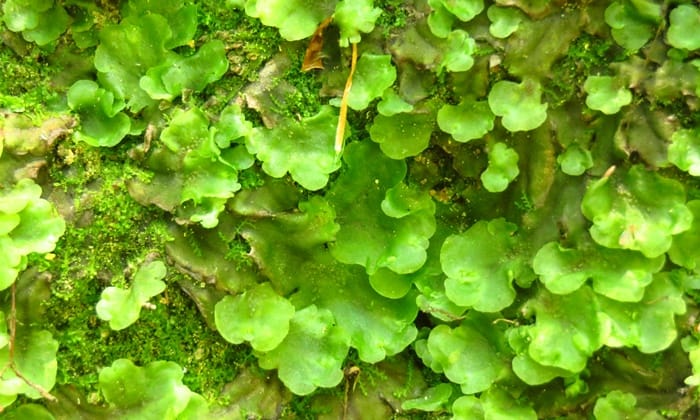 ลิเวอร์เวิร์ต (Liverwort)