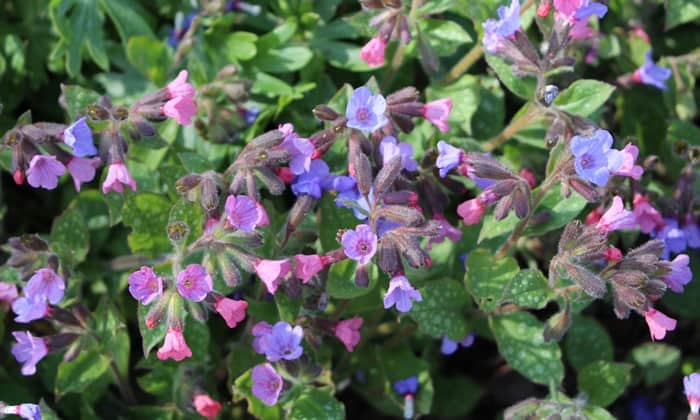 ลังเวิร์ต (Lungwort)