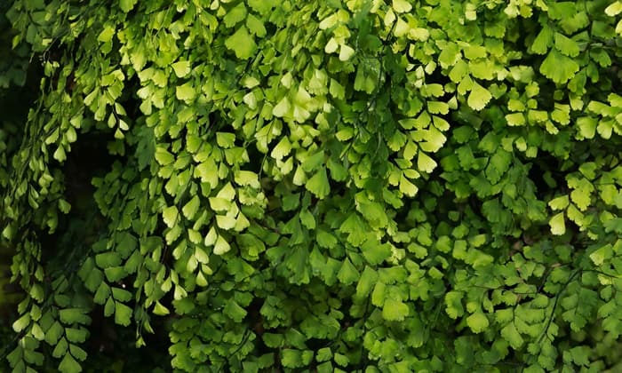 เฟิร์นก้านดำ (Maidenhair Fern)