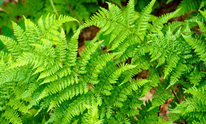 เมลเฟิร์น (Male Fern)