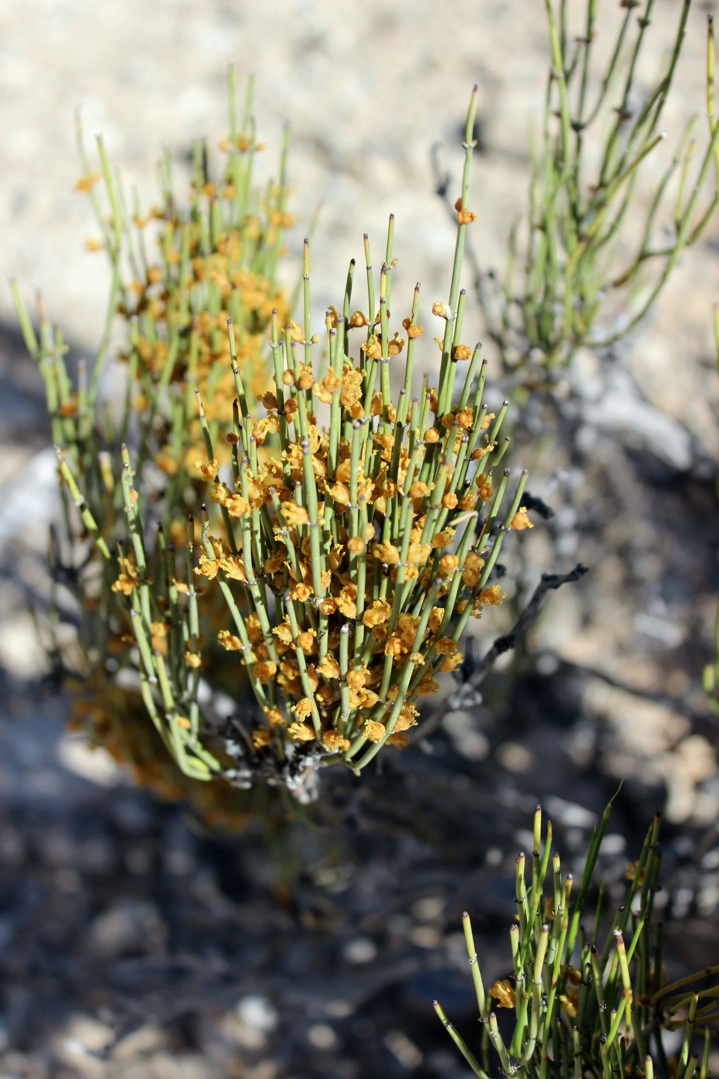 ชามอร์มอน (Mormon Tea)