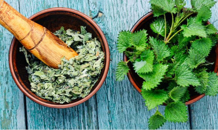 ตำแย (Nettle)