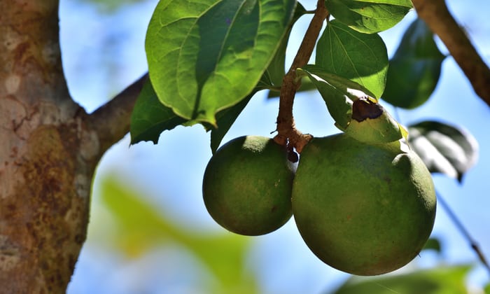 ต้นตูมกา (Nux Vomica)