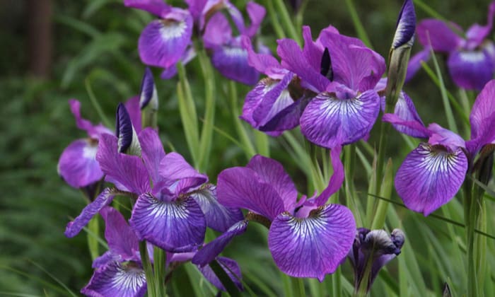 ออร์ริส (Orris)