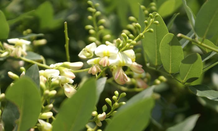 ต้นแพโกดา (Pagoda Tree)